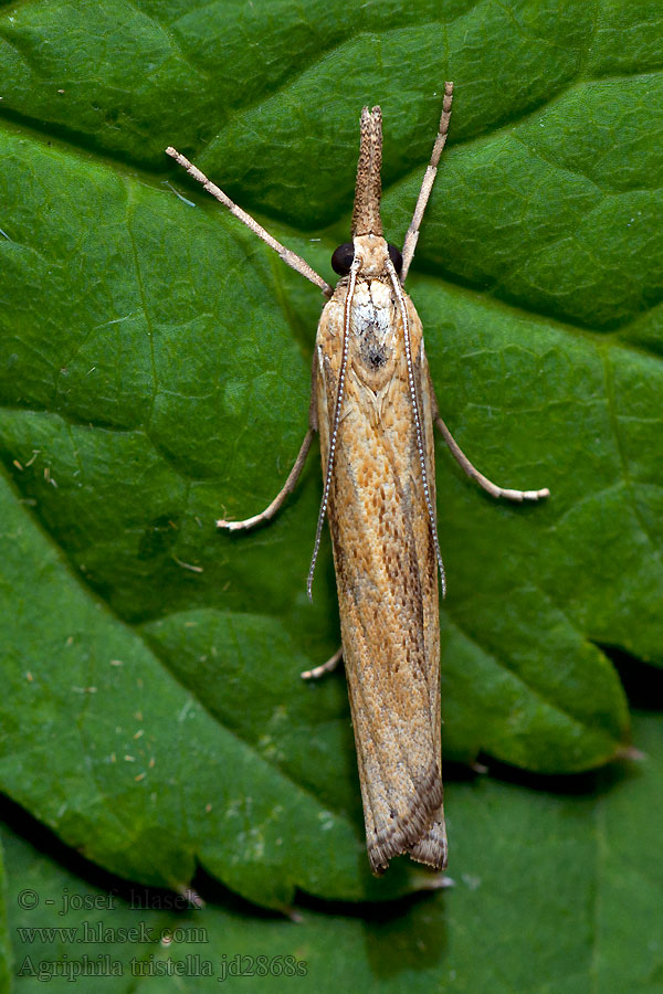 Agriphila tristella