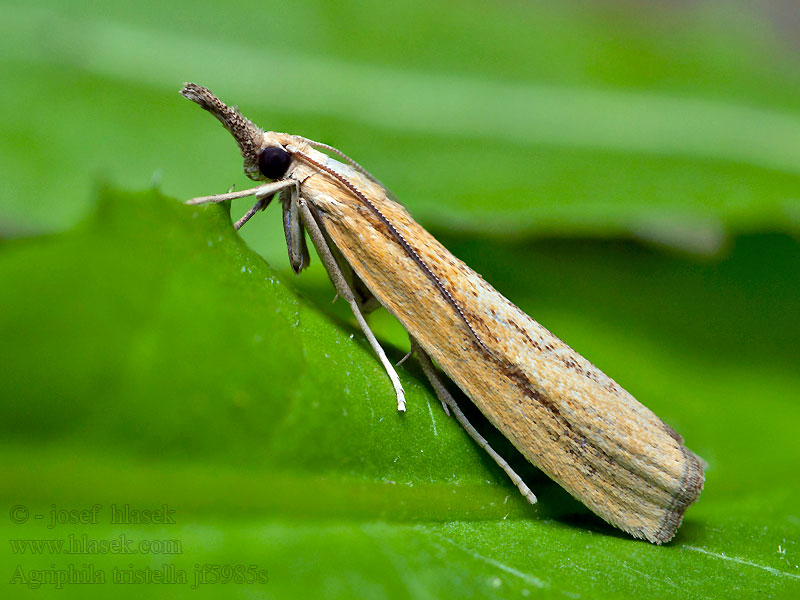 Agriphila tristella