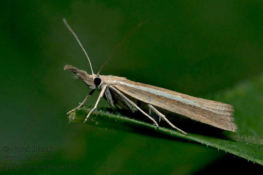 Agriphila tristella