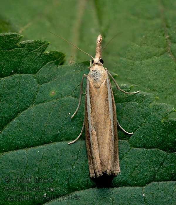 Agriphila tristella