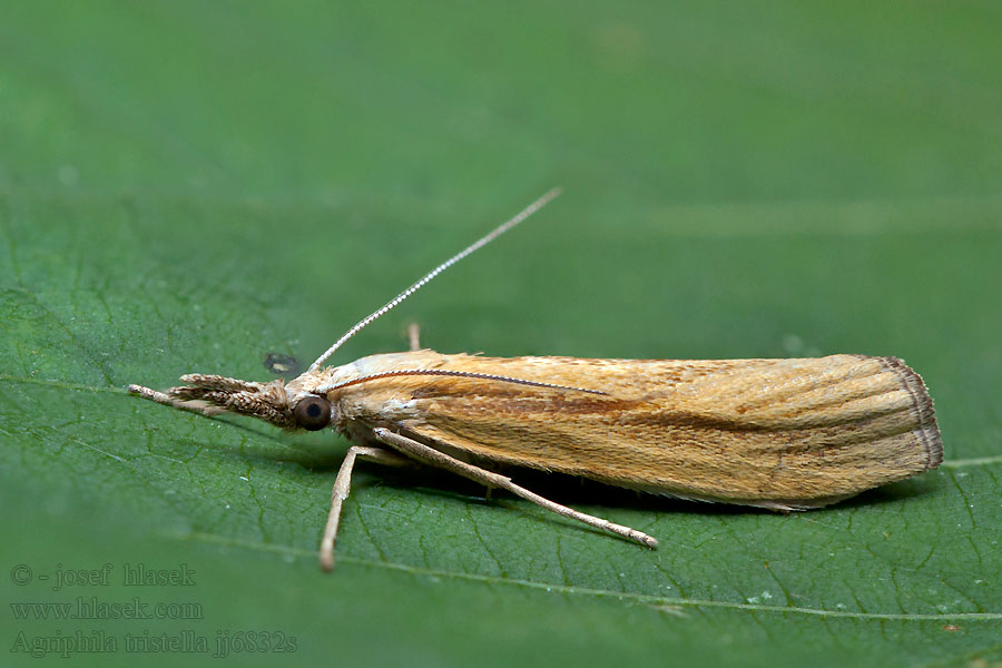 Agriphila tristella