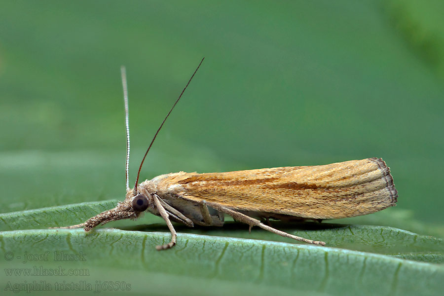 Agriphila tristella