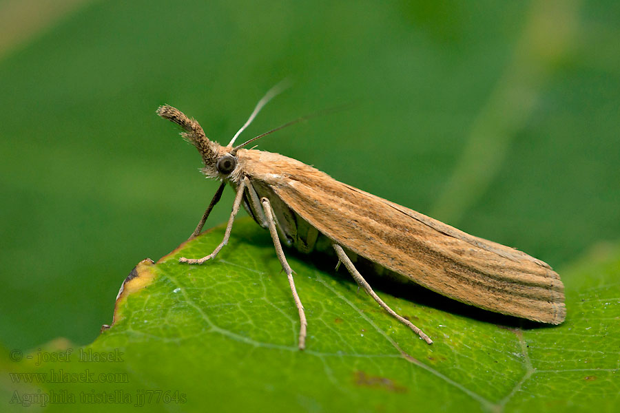 Agriphila tristella