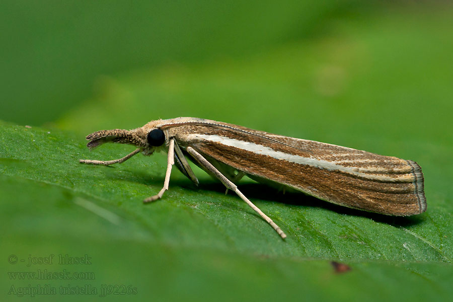 Agriphila tristella