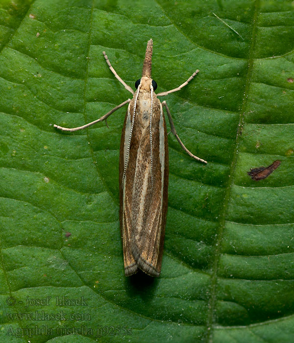 Agriphila tristella