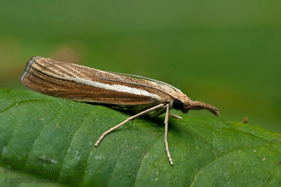 Trávovec trávový Agriphila tristella