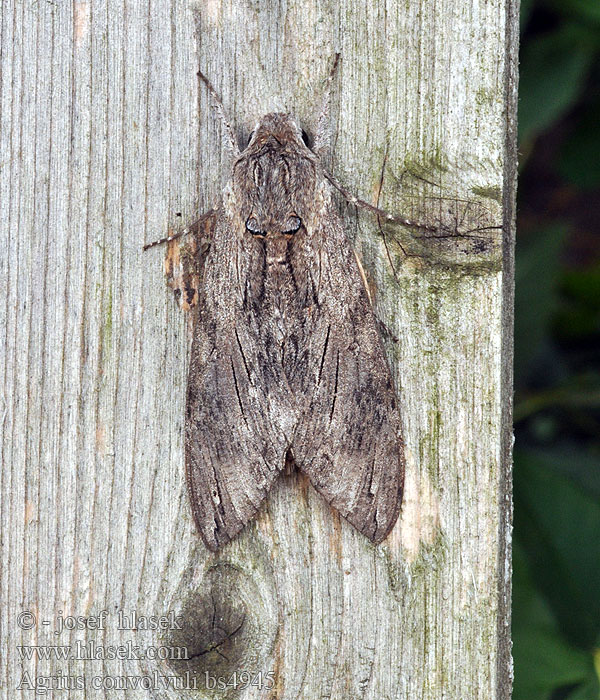 Agrius convolvuli Convolvulus Hawk-moth Lišaj svlačcový