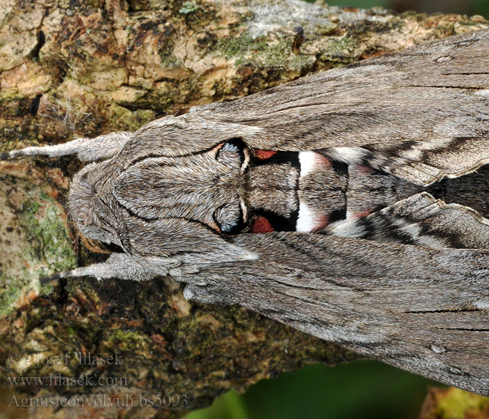 Agrius convolvuli Windenschwärmer Sphinx liseron Бражник вьюнковый