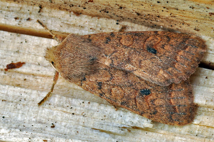 Agrochola circellaris Polnice jívová Ulmen-Herbsteule Brick