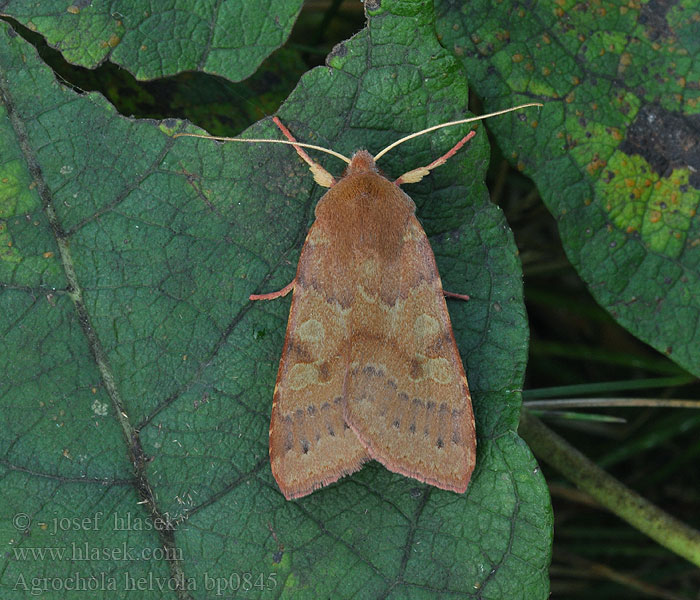 Agrochola helvola Flounced Chestnut