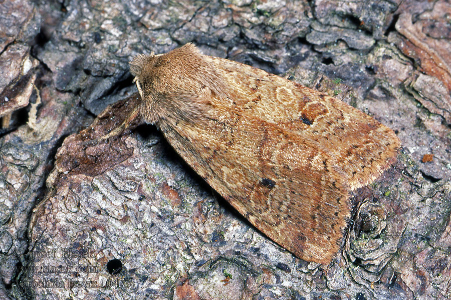 Agrochola laevis Polnice šťovíková Ockerbraune Herbsteule