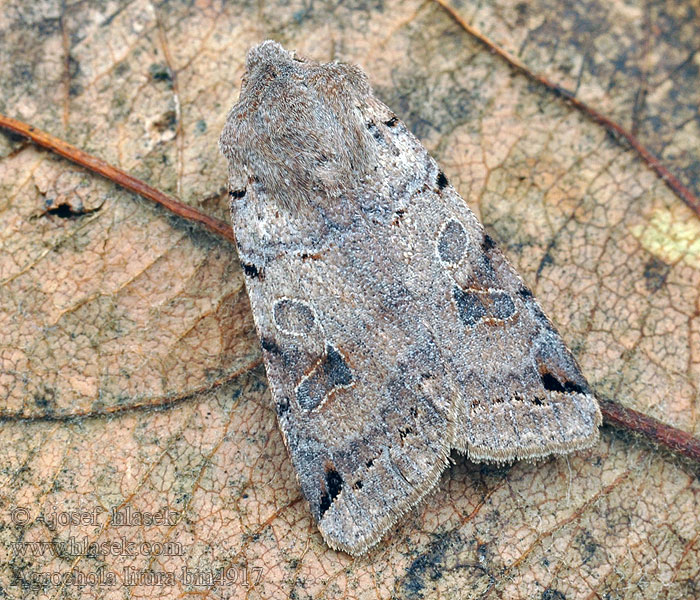 Agrochola litura Polnice vrbková Buschsaum-Herbsteule Mora kyprinová