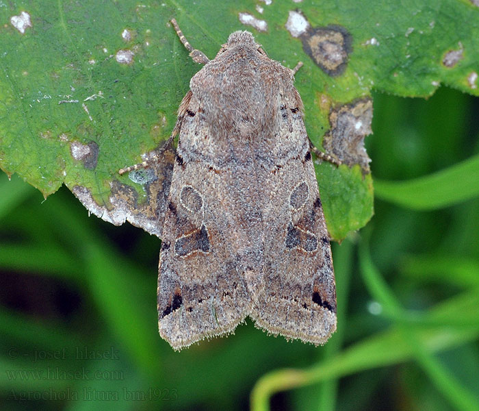 Brown-spot Pinion Xanthie liturée Совка мохноногая темно-бурая