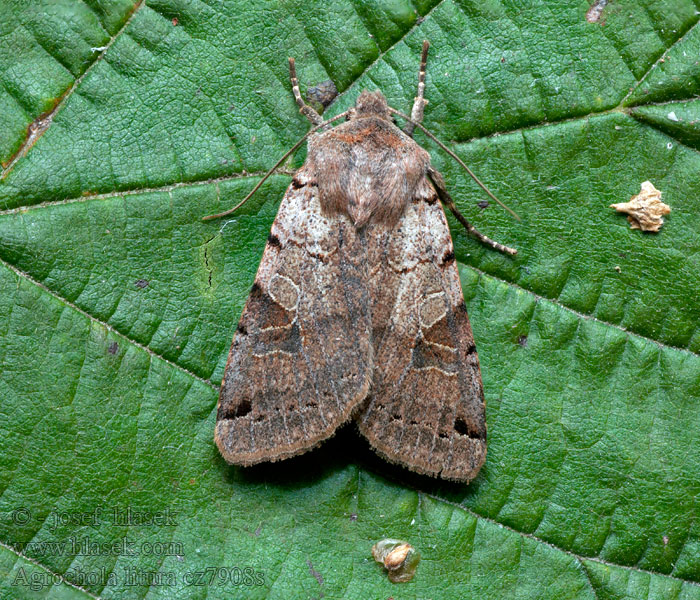 Agrochola litura