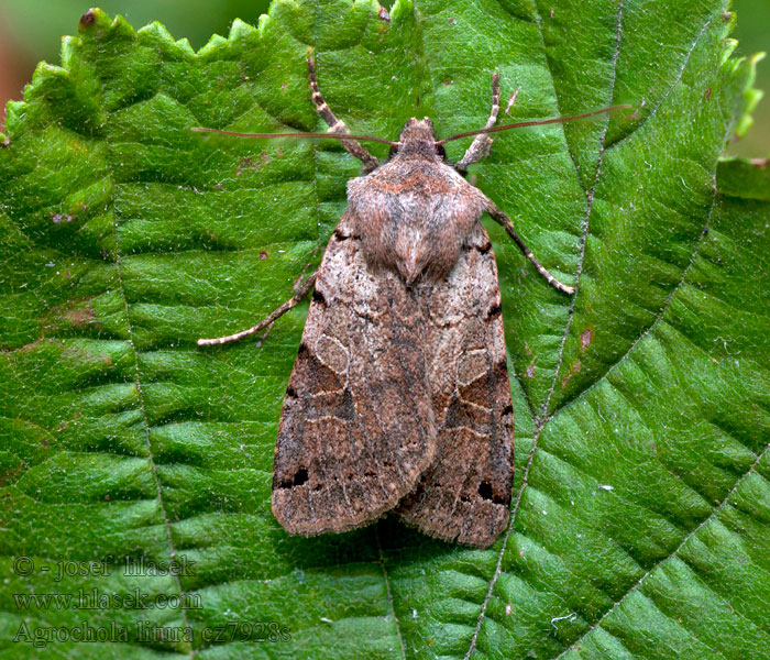 Agrochola litura