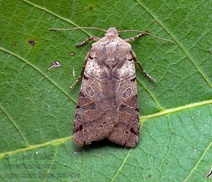 Agrochola litura