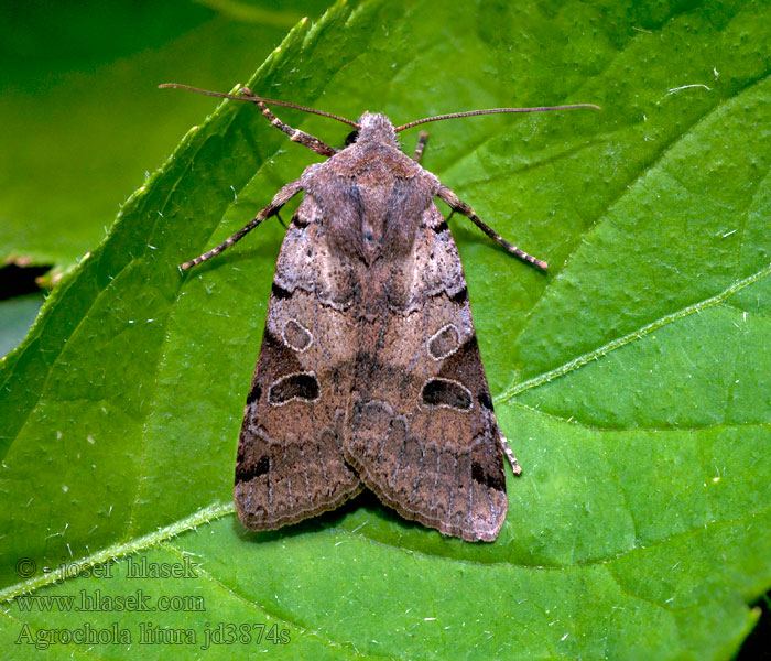 Brown-spot Pinion Mora kyprinová Xanthie liturée Agrochola litura