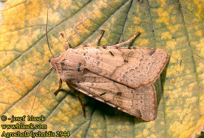 Agrochola lychnidis Polnice střemchová Auwald-Herbsteule