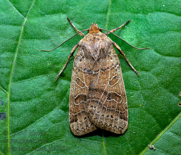 Agrochola nitida Polnice rozrazilová Rotbraune Herbsteule Mora lipkavcová