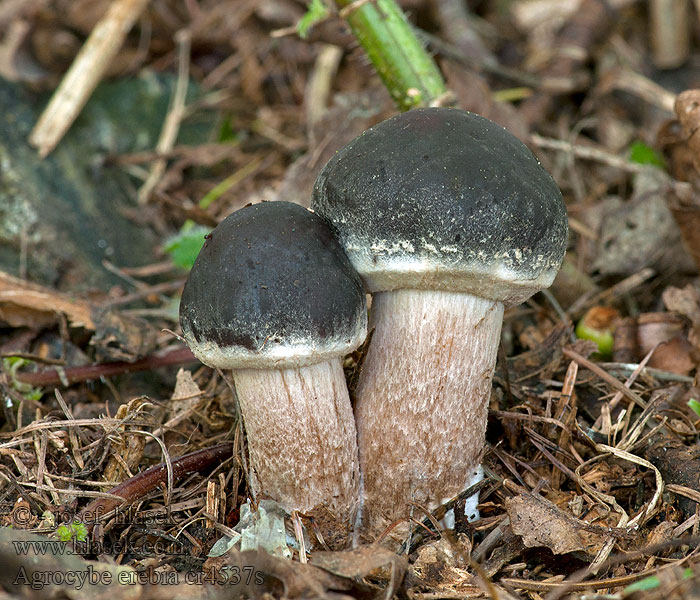 Agrocybe erebia Cyclocybe Polnička lysá Leberbraune Ackerling