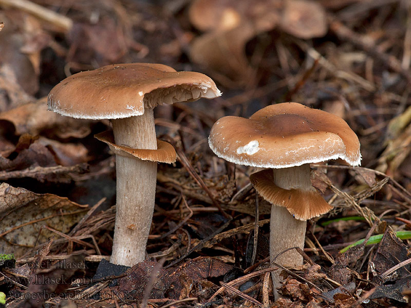 Agrocybe erebia Leverkleurige leemhoed Polówka czekoladowobrązowa