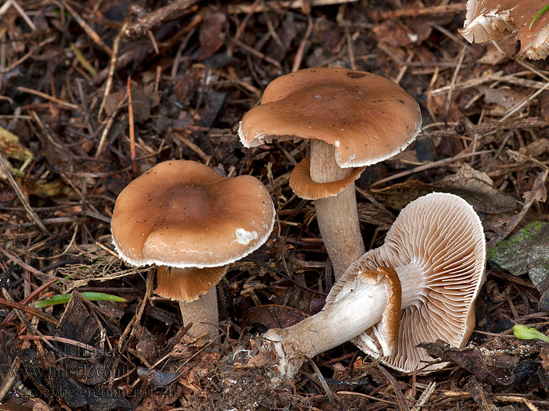 Agrocybe erebia Poľnička vráskavá Mørk agerhat Mörk åkerskivling