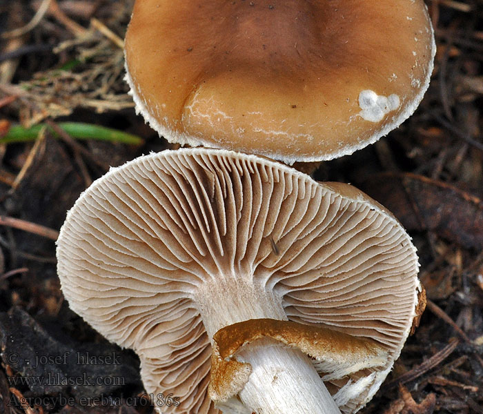 Agrocybe erebia Полёвка тёмная Dark Fieldcap Sötét rétgomba