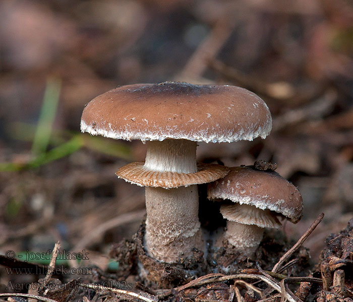 Polnička lysá Agrocybe erebia