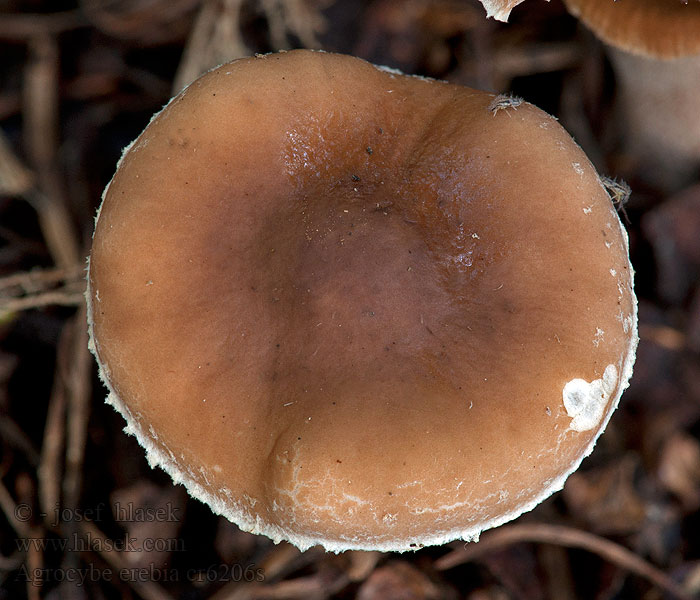 Leberbraune Ackerling Agrocybe erebia