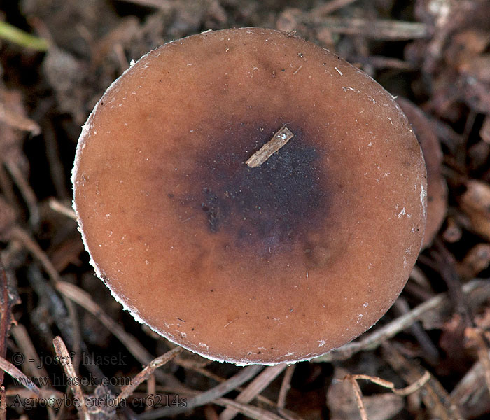 Leverkleurige leemhoed Agrocybe erebia