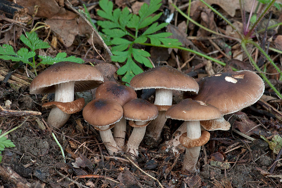 Polówka czekoladowobrązowa Agrocybe erebia