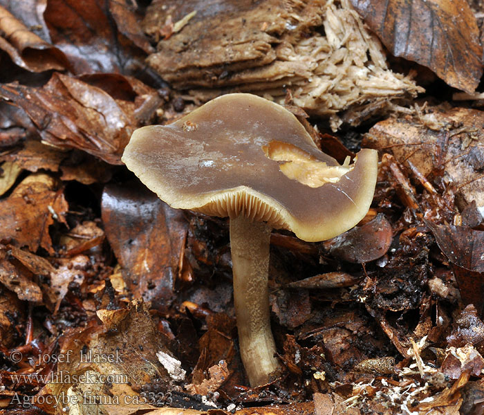 Agrocybe firma Polnička pevná Samtiger Ackerling