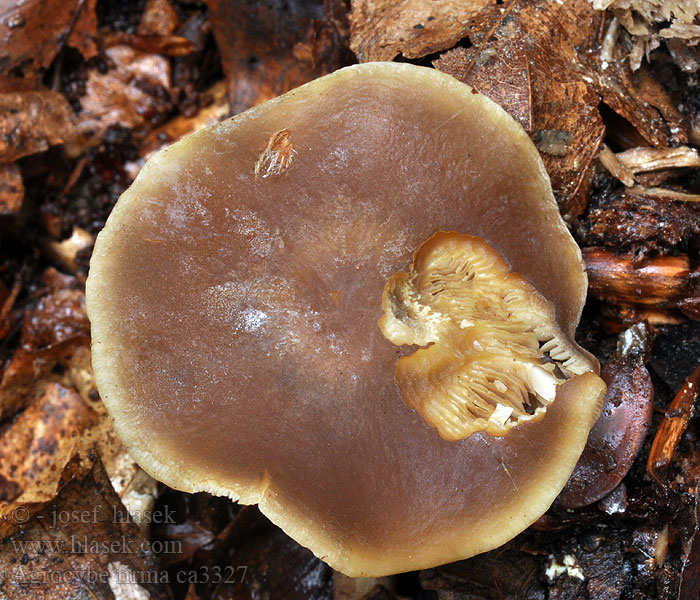 Agrocybe firma Feste Schüppling Polówka zamszowa