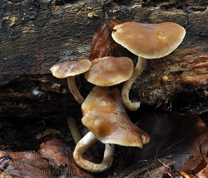 Agrocybe firma Tobaksbrun agerhat Vedåkerskivling