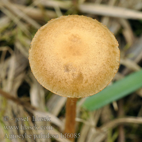 Agrocybe paludosa Pholiota praecox Polnička bahenní bažinná