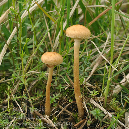 Agrocybe paludosa bf6089