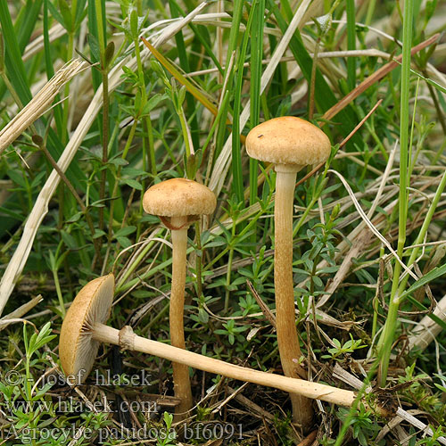 Sammalpiennarsieni Agrocybe marais Moerasleemhoed