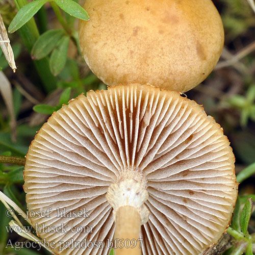 Agrocybe paludosa bf6097