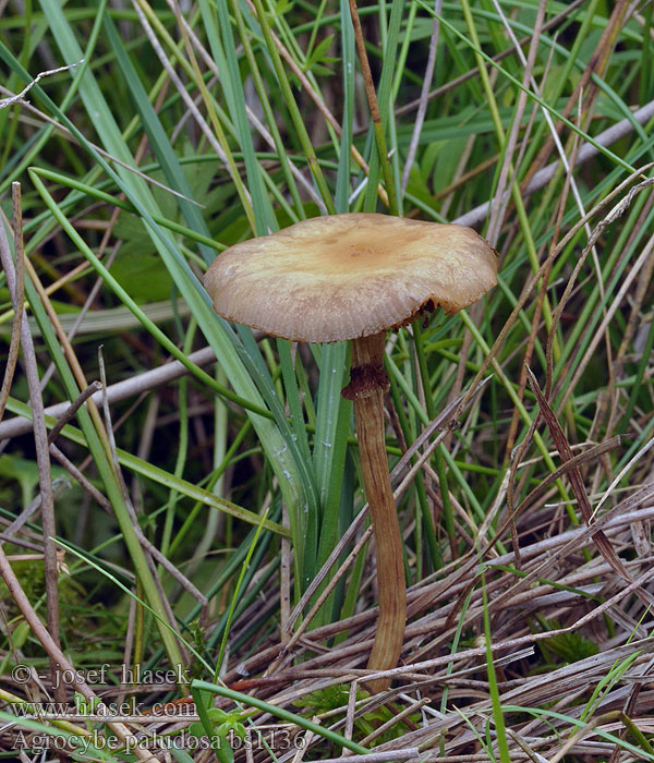 Agrocybe_paludosa_bs1136