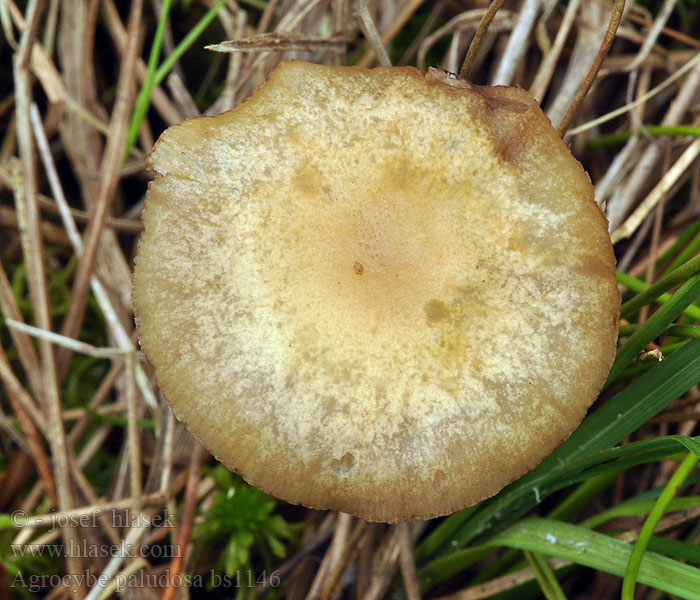 Agrocybe_paludosa_bs1146