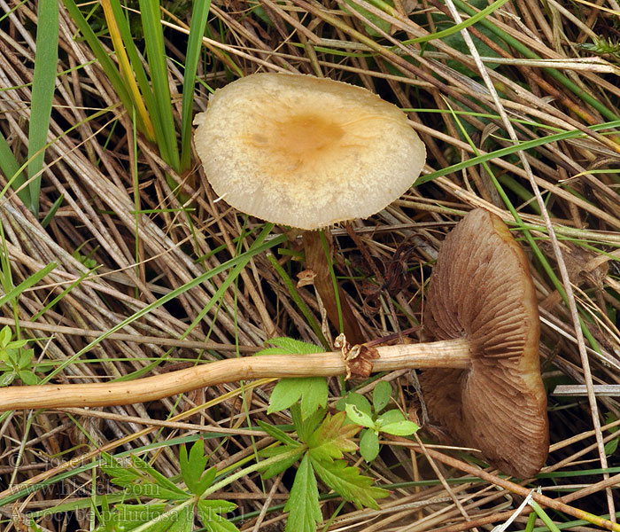 Agrocybe paludosa Polnička bahenní bažinná