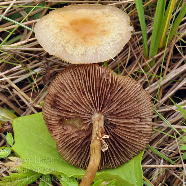 Agrocybe paludosa Sumpfwiesen Ackerling Ackerschüppling