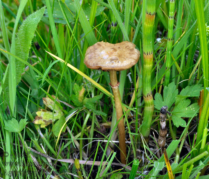 Agrocybe paludosa