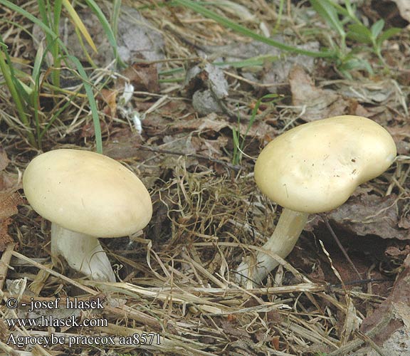 Agrocybe praecox aa8571