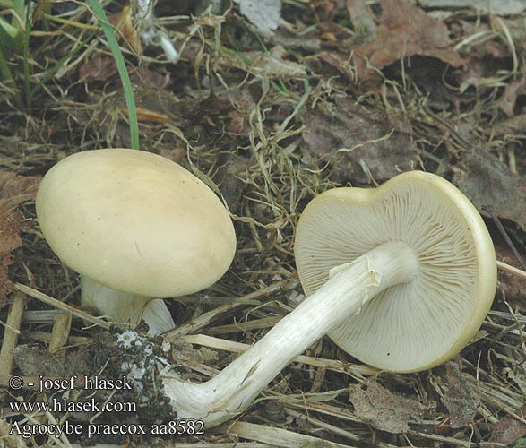 Agrocybe praecox aa8582