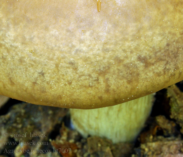 Agrocybe précoce Våråkersopp Чешуйчатка ранняя Spring Fieldcap