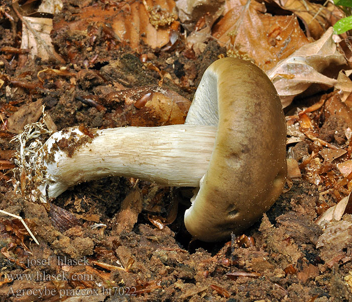 Agrocybe praecox Frühe Ackerling