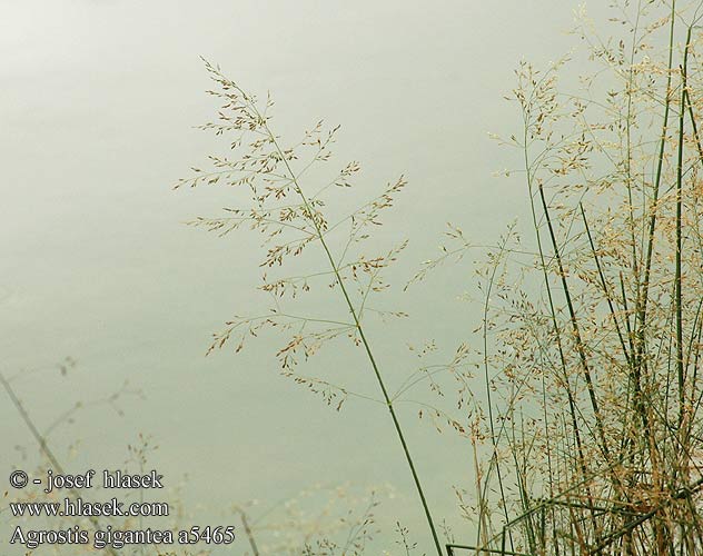 Agrostis gigantea Psineček veliký