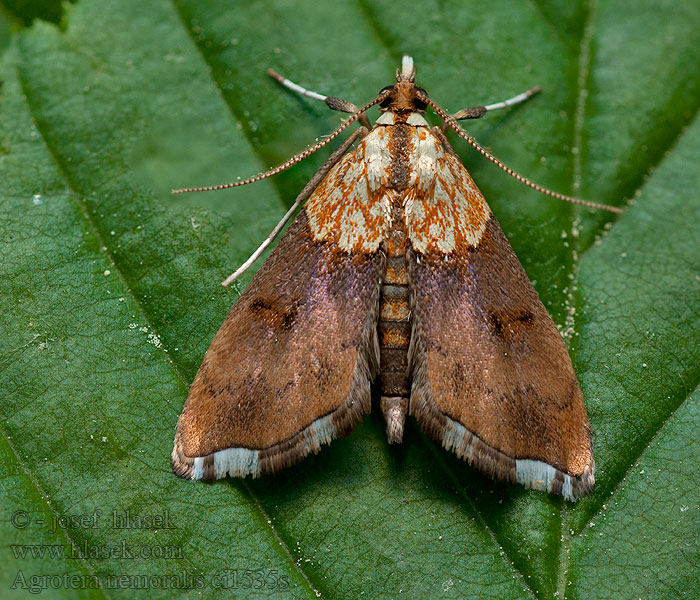 Agrotera nemoralis Zavíječ hájní Beautiful pearl