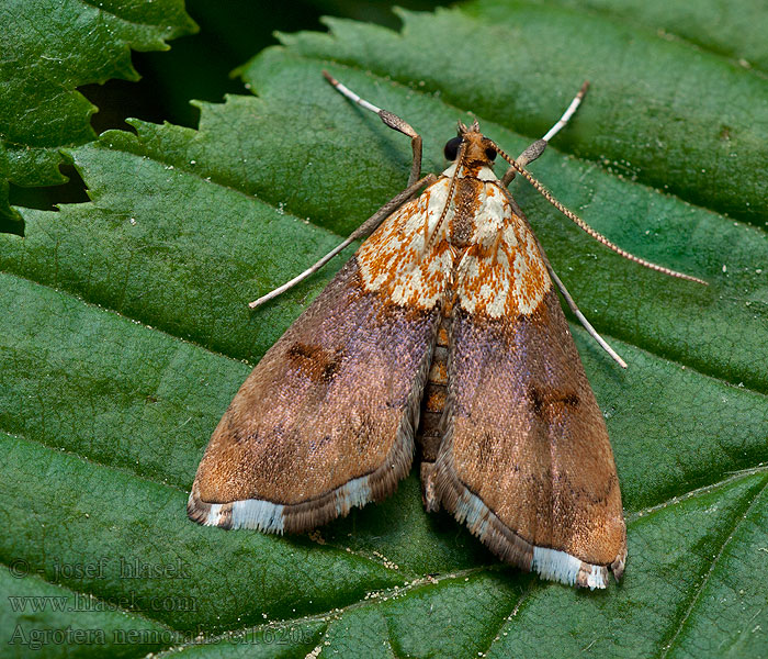 Ligeti tűzmoly Avenboksmott Agrotera nemoralis